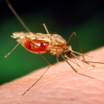 Genetic Engineering Triumph: Djibouti Deploys GMO Mosquitoes to Curb Malaria Threat