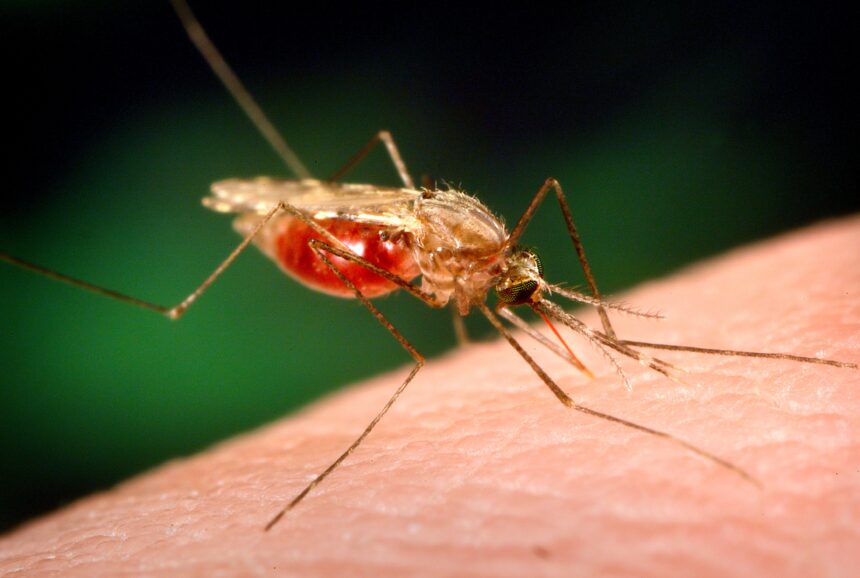 Genetic Engineering Triumph: Djibouti Deploys GMO Mosquitoes to Curb Malaria Threat