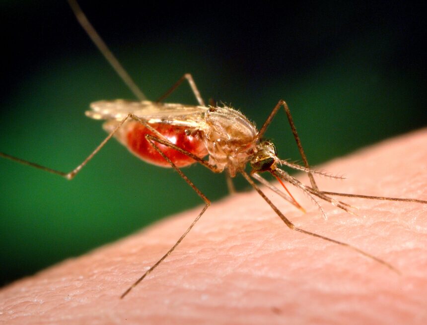 Genetic Engineering Triumph: Djibouti Deploys GMO Mosquitoes to Curb Malaria Threat