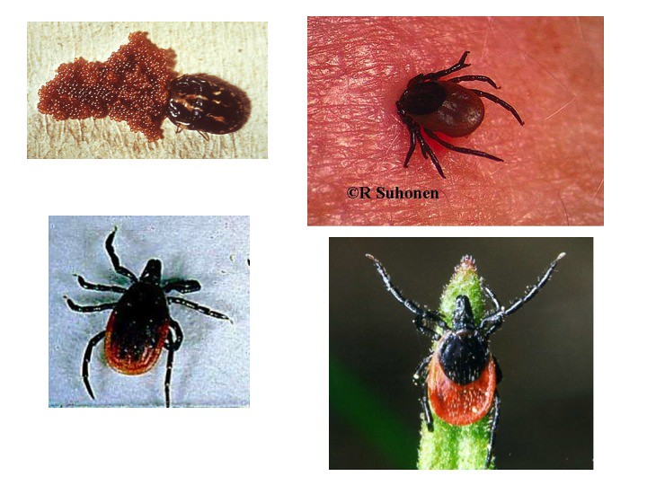 The Spread of Tick-Borne Illnesses: A Silent Epidemic in Canada