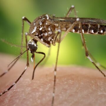 Protect Yourself: Jamestown Canyon Virus Found in Orono Mosquitoes