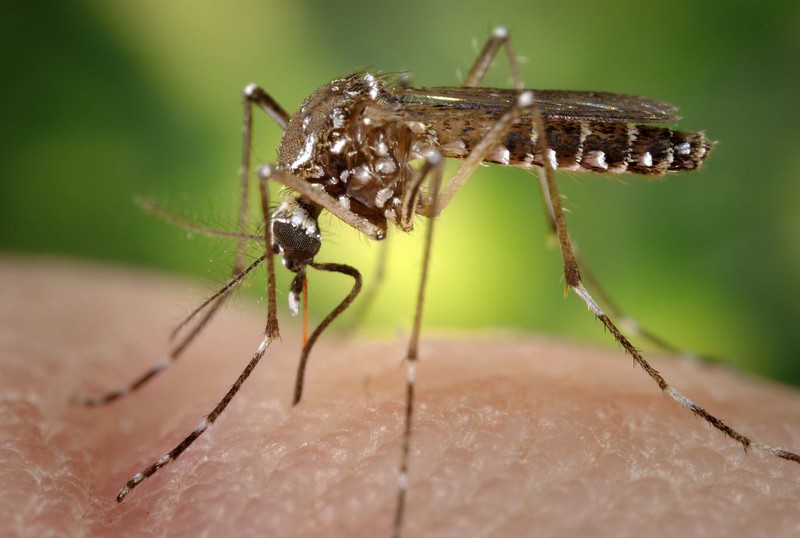 Protect Yourself: Jamestown Canyon Virus Found in Orono Mosquitoes